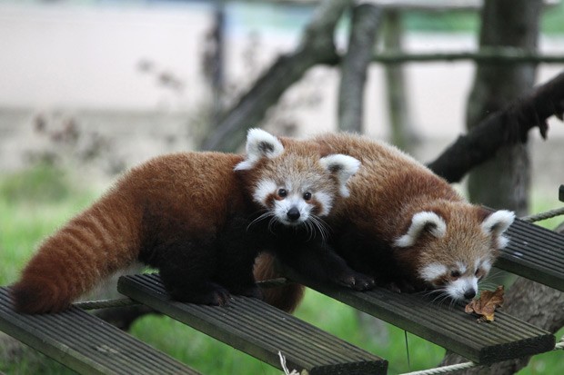 Ying e Yang são vistos nas dependências do zoológico Cerza, no norte da França. (Foto: AFP Photo/Charly Triballeau)
