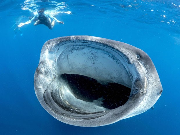 Biólogo marinho queria registrar um tubarão-baleia de boca aberta; foto foi tirada em megulho na Isla Mujeres, próxima a Cancún, no México (Foto: Simon Pierce/Mercury Press/Caters)